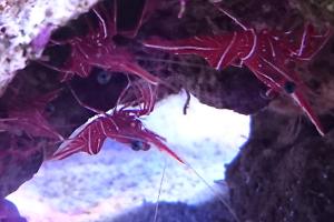 Hinge beak shrimp Feb 2016