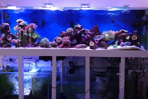 My Aquarium on February , 2016