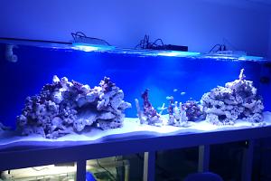 My Aquarium on December 2014