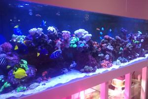 My Aquarium on May 30, 2017