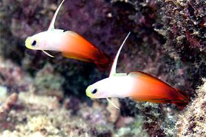 Firefish Thumbnail