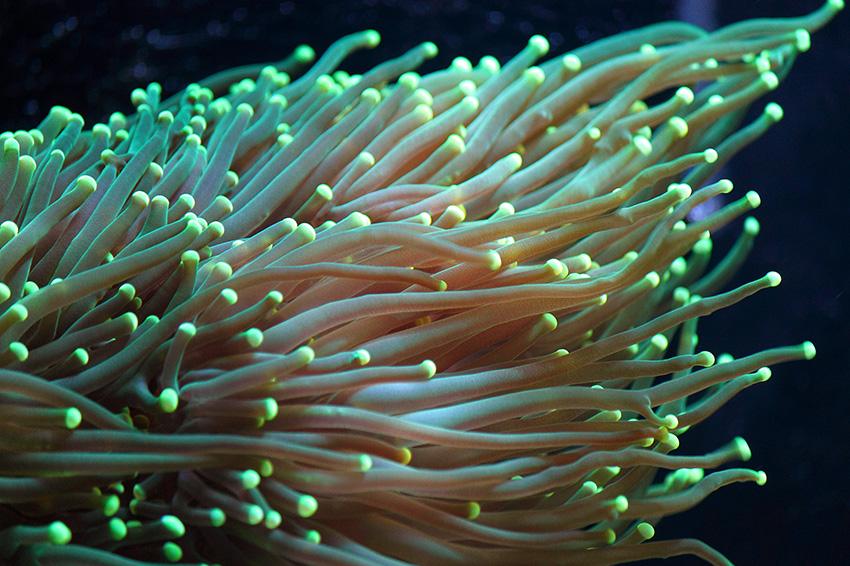 Torch Coral / Euphyllia glabrescens 1785