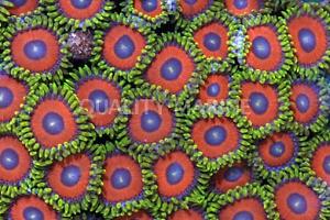 Eagle Eye (Zoanthid) Thumbnail
