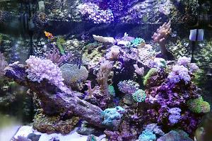 My Aquarium Thumbnail