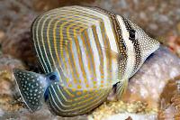 Sailfin tang Thumbnail