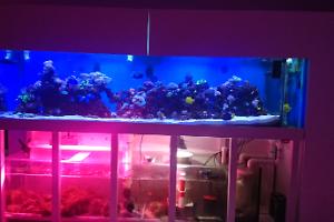 My Aquarium Thumbnail