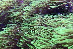 Green Star Polyp Thumbnail