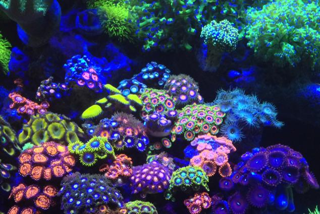 My Aquarium on Jun 22, 2017
