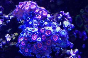 Zoanthid Thumbnail
