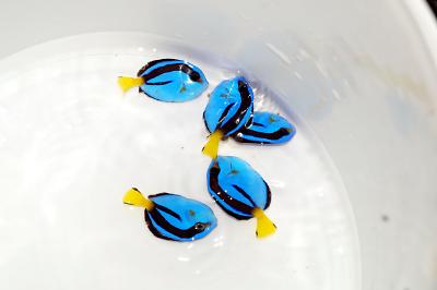 Hepatus mini