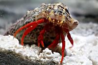 Scarlet Hermit Crab Thumbnail