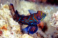 Mandarin Thumbnail