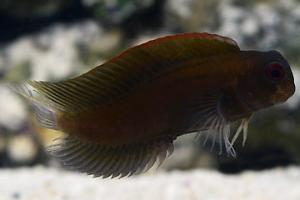 Black Sailfin Blenny