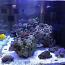 archer fish
