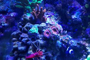 Acan Brain Coral Thumbnail