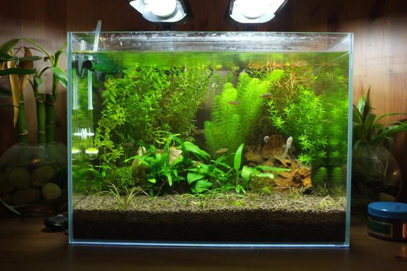 Planted Tank Thumbnail