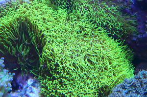 Neon Green Star Polyp Thumbnail