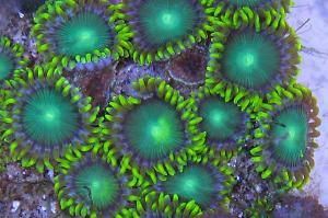 Radioactive Dragon Eye (Zoanthid) Thumbnail