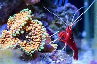 Ricordea and Blood Shrimp