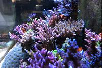 Practical Reef on Aug 7, 2017