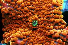Ricordea Mushroom Thumbnail