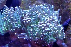 Torch Coral Thumbnail