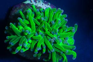 Torch Coral Thumbnail