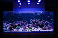 Essential Focus Reef Tank on August 13, 2017
