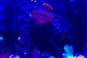 Kamdens Tank Thumbnail