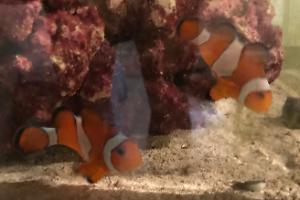 Clownfish Thumbnail