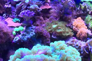 My Aquarium Thumbnail