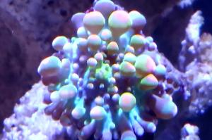 Ricordea Mushroom Thumbnail