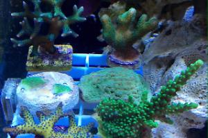96L nano sps Thumbnail