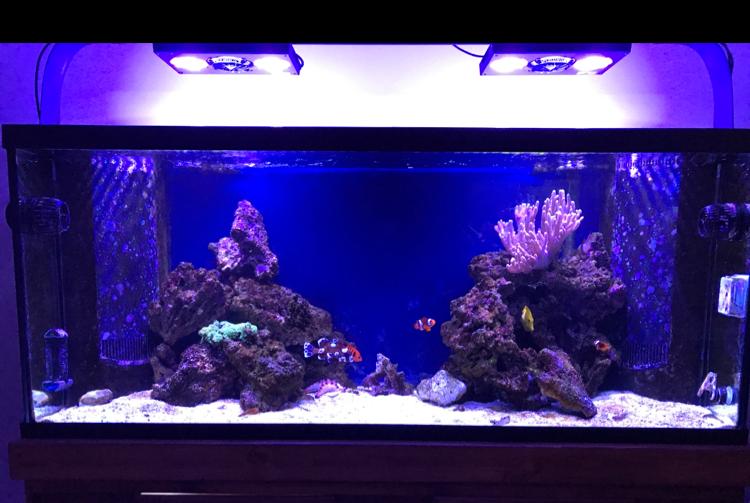 My Aquarium on Sep 7, 2017