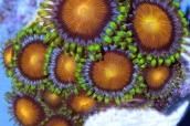 Fiji Dragon Eyes Zoa Thumbnail