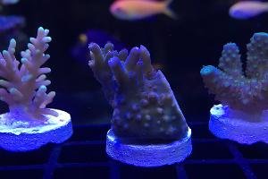 Acropora BC Rose Garden Thumbnail