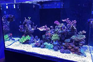 Hall reef Thumbnail