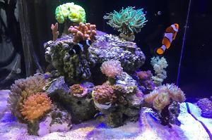 Redman Reef Thumbnail