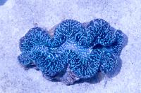 Tridacna maxima Thumbnail