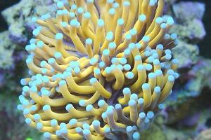 Gold Torch Coral Thumbnail
