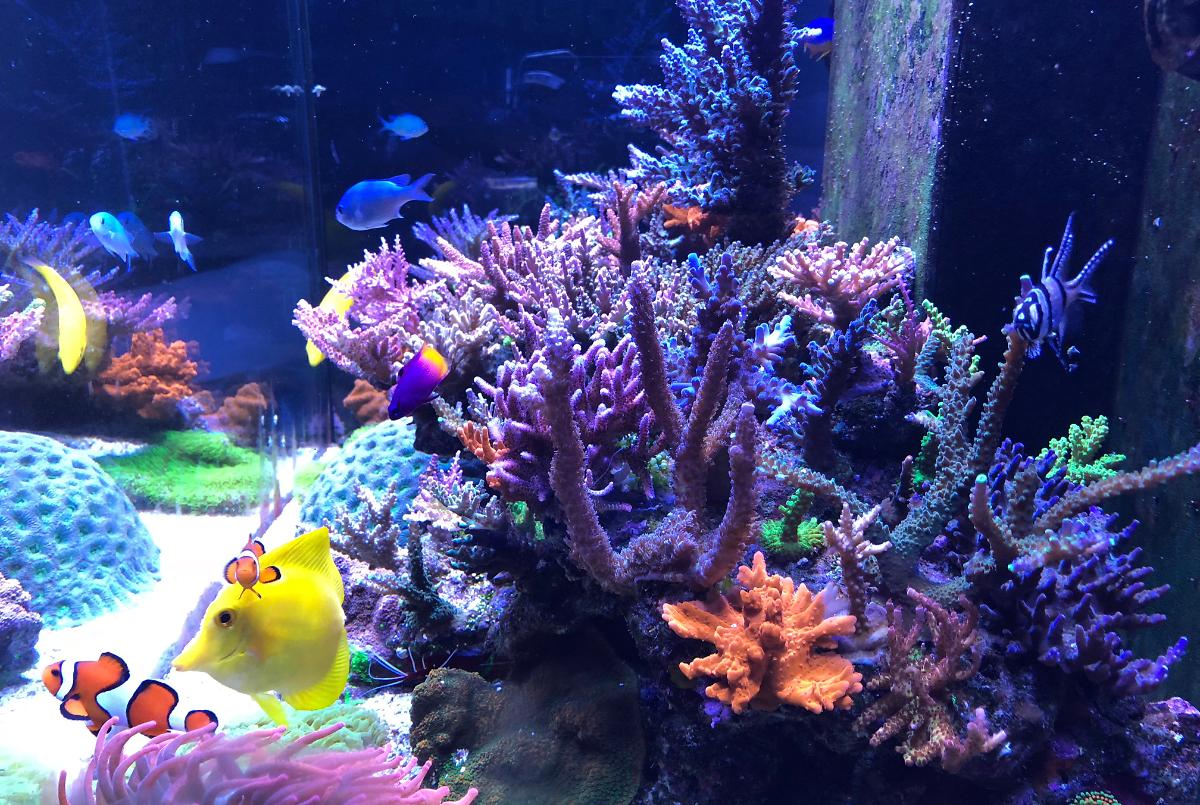 Practical Reef on October 21, 2017