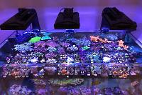 Coral Lab on Oct 22, 2017