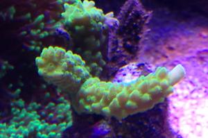 My Aquarium Thumbnail