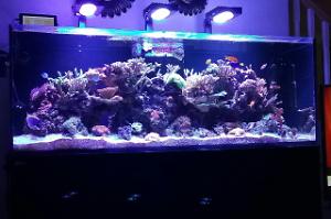 Reefer 450 on November 8, 2017