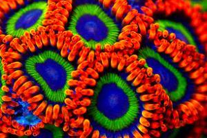 Fruitloops Thumbnail