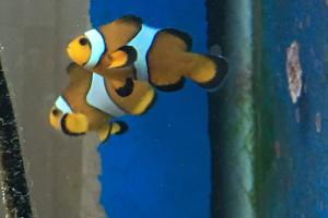 Clown Fish Thumbnail