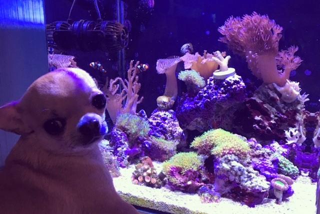 Aquanano Reef on November 13, 2017