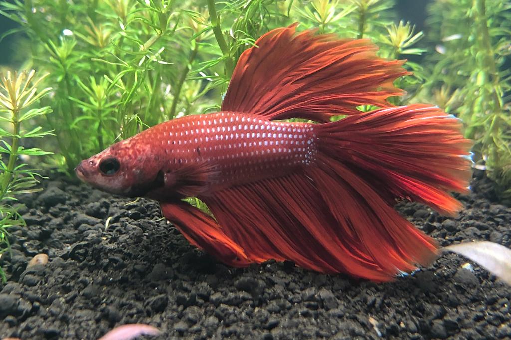 Betta / Betta splendens 1132