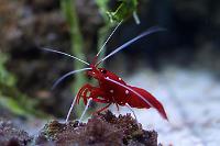 Blood Shrimp Thumbnail