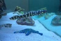 Engineer Goby Thumbnail